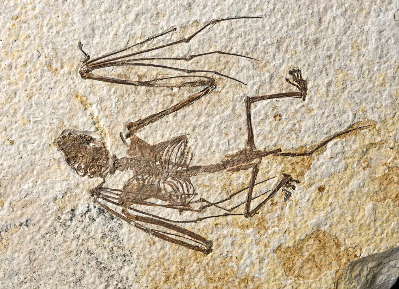 Et foto af et af de to nyligt beskrevne flagermusskeletter, der repræsenterer Icaronycteris gunnelli. Dette eksemplar, holotypen, er nu i American Museum of Natural Historys forskningssamlinger.