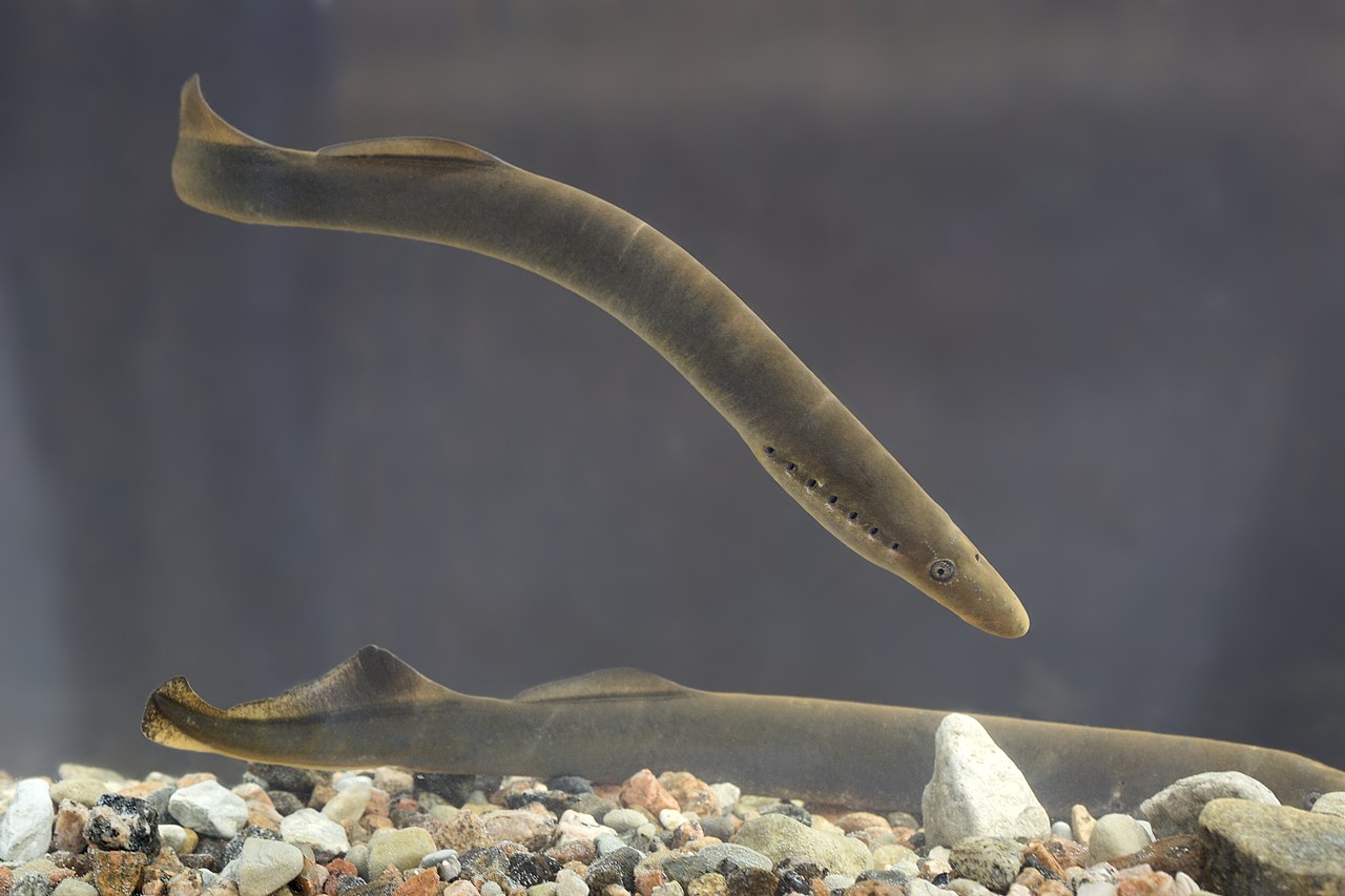 The Tully Monster – a mysterious prehistoric creature from the blue 2