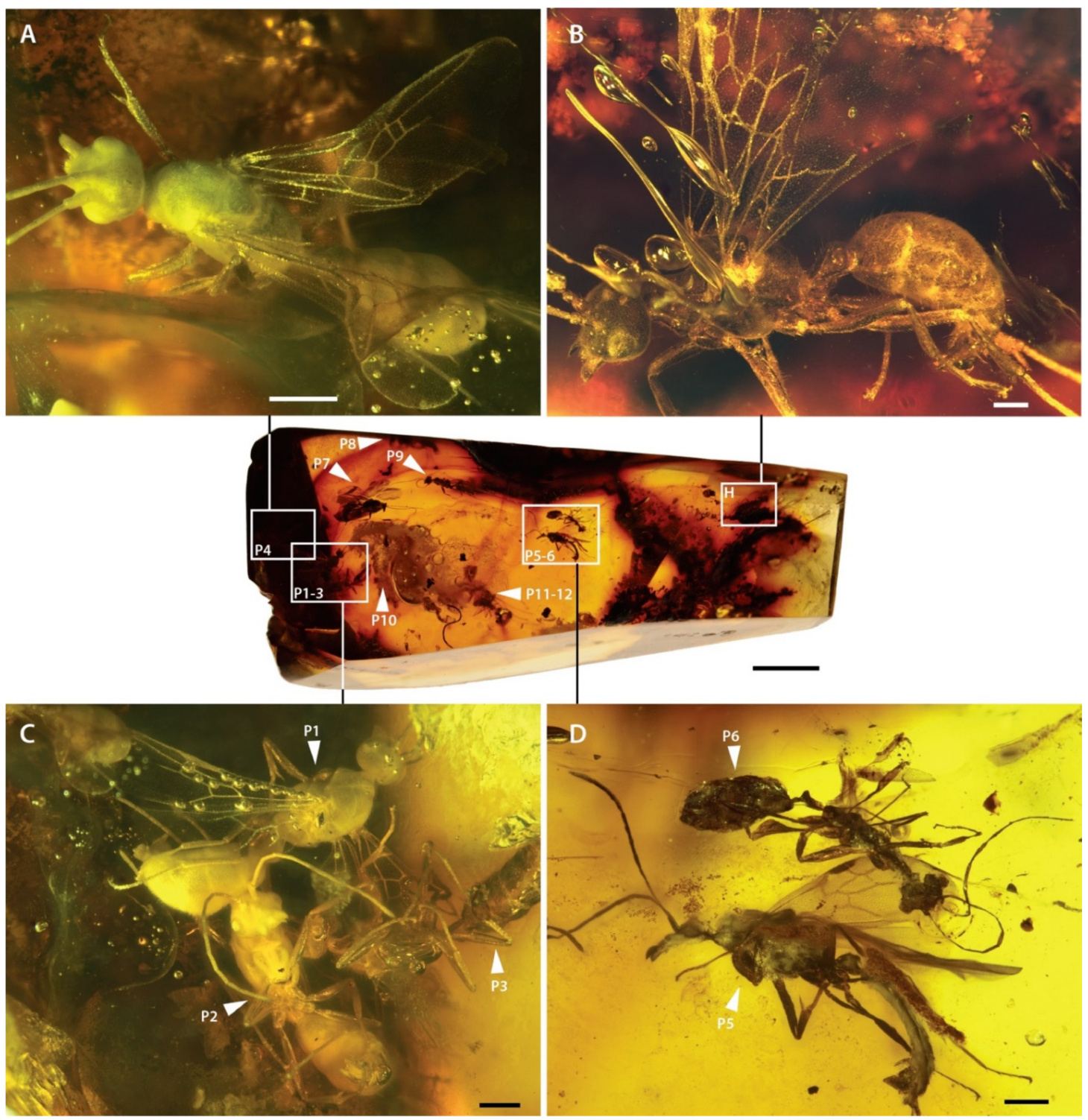 Photograph of entire amber piece MAIG 6016, with indication of type specimens (labeled H for holotype, P1-P12 for paratypes) of † Desyopone hereon gen. et sp. nov., and with detailed views of seven of them.