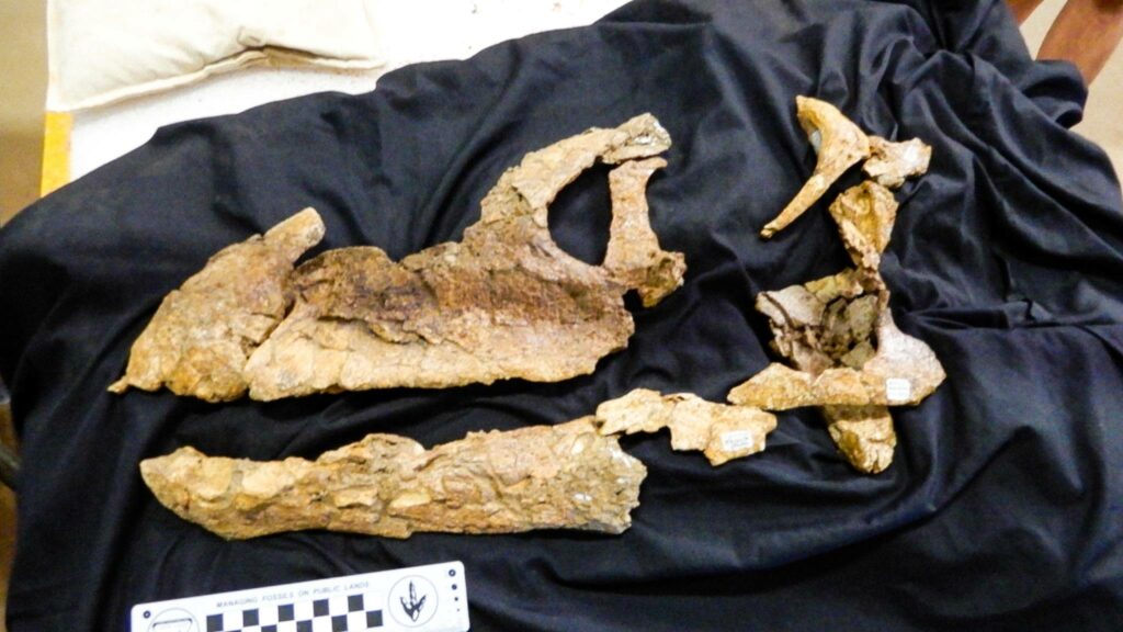 A 95-million-year-old Sauropod skull discovered in Australia 5