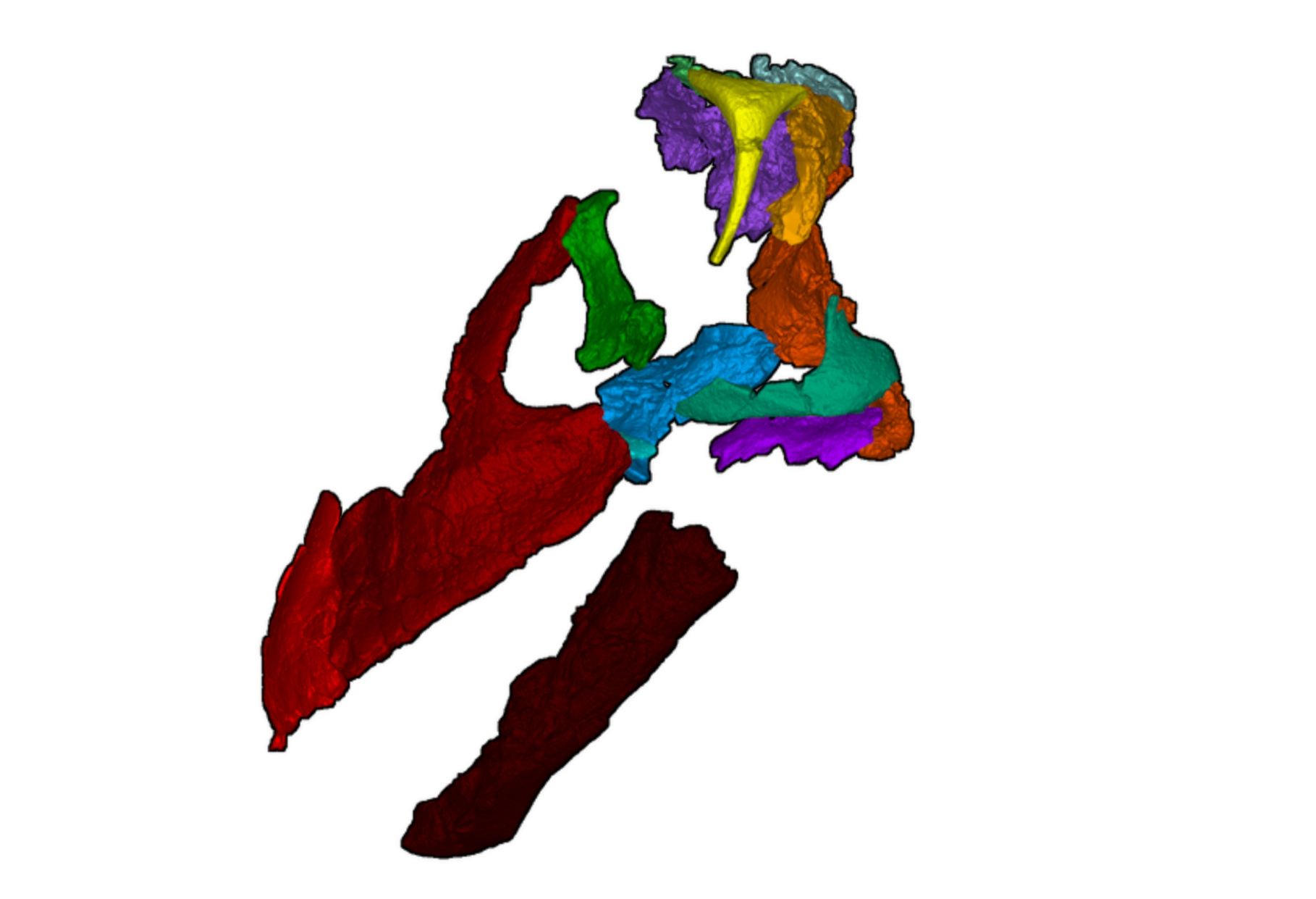 Реконструисана лобања Диамантинасаурус матилдае, гледано са леве стране.