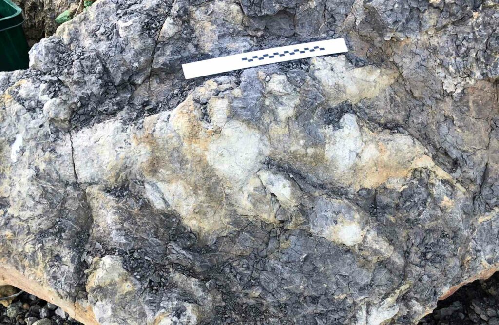 Џиновскиот отпечаток оставен од диносаурус пред 166 милиони години е пронајден на брегот на Јоркшир во Обединетото Кралство.