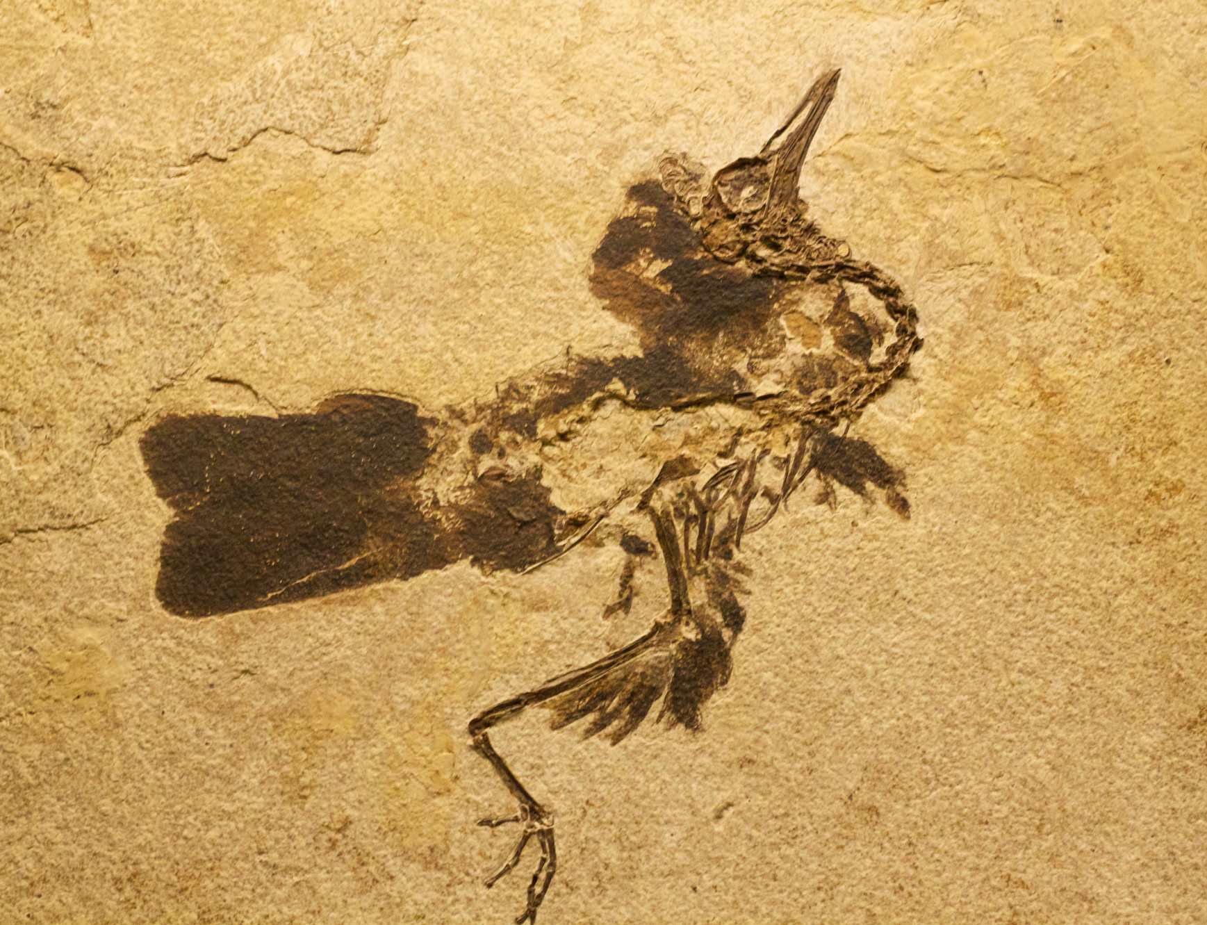 Неидентификувана птица од формацијата Зелена Река со зачувани пердуви