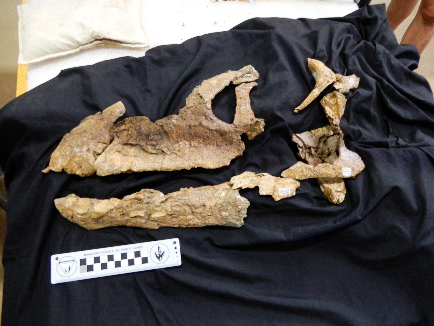 용각류 공룡 Diamantinasaurus matildae의 원래 두개골 뼈.