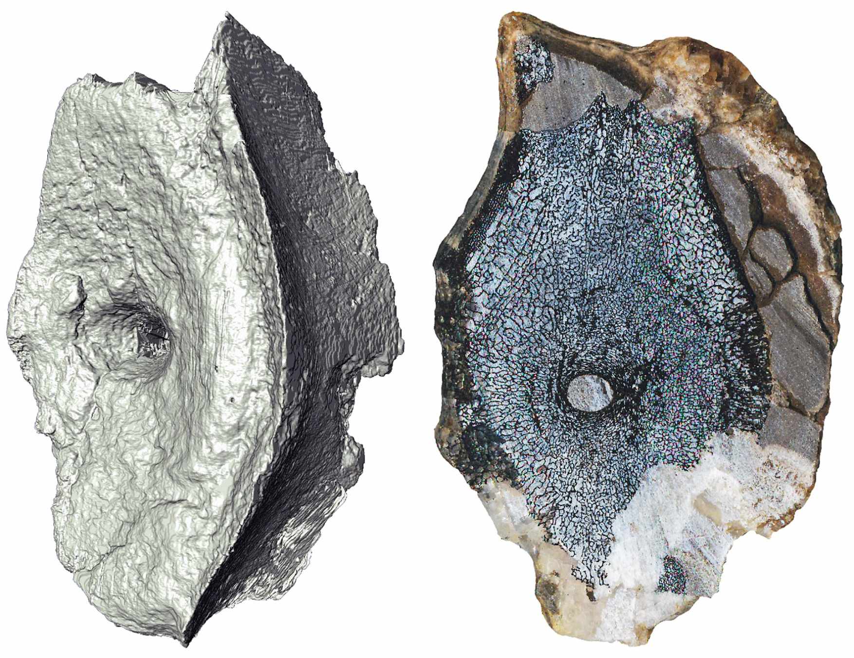 A computed tomography image (left) and cross-section showing the internal bone structure of the ichthyosaur vertebrae, which is spongy, like that of a modern whale.
