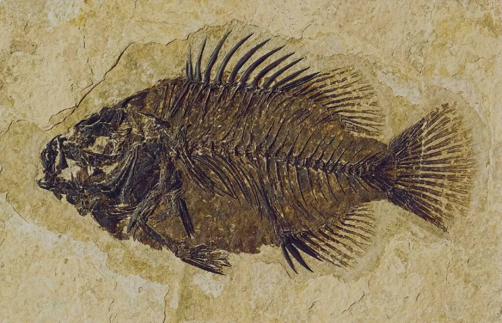 Fossilized fish discovered on the high-altitude Himalayas! 6