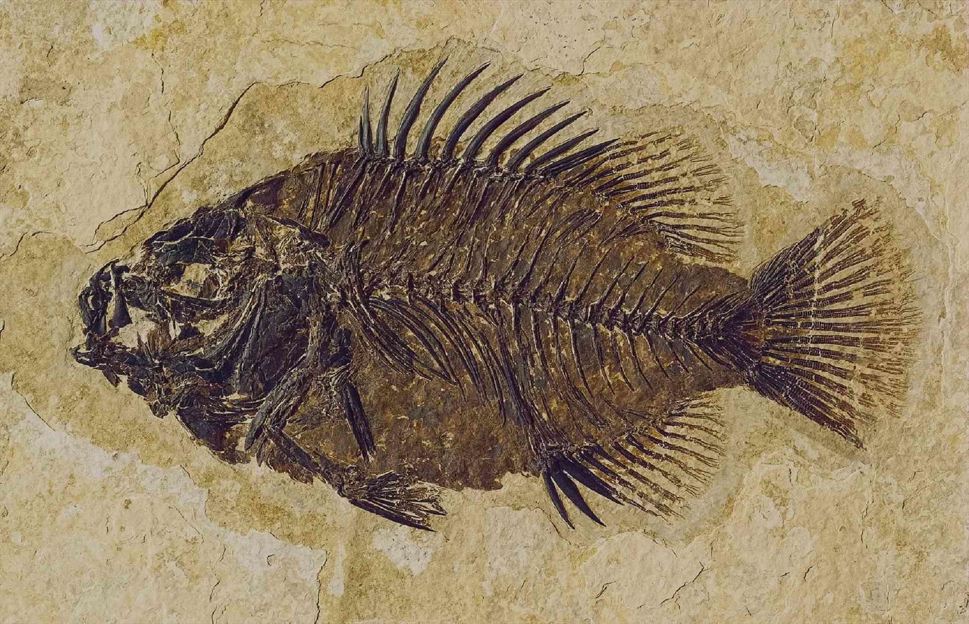 Фосилизована риба откривена на високим Хималајима! 1