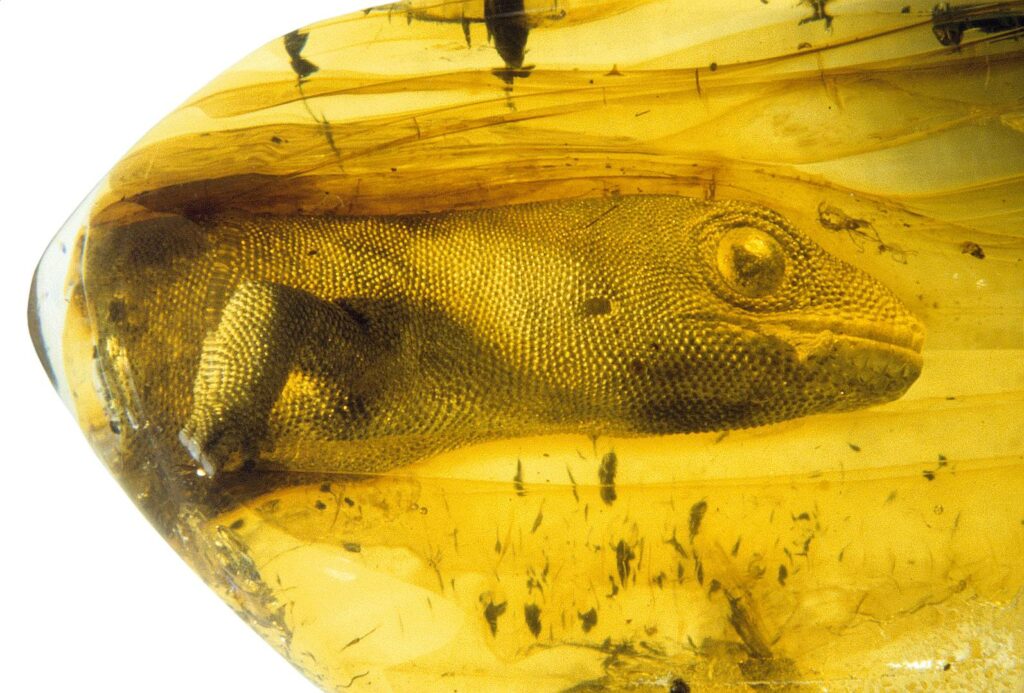 This gecko trapped in amber is 54 million years old, still looks alive! 6