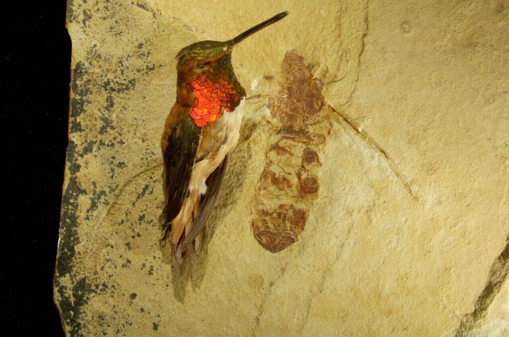 Фосилната изумрена џиновска мравка Титаномирма од Вајоминг која беше откриена пред повеќе од една деценија од страна на палеонтологот на SFU Брус Арчибалд и соработниците во музејот во Денвер. Фосилната кралица мравка е покрај колибри, што ја покажува огромната големина на овој титански инсект.