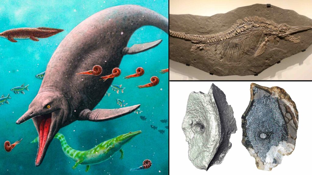 El reptil marino más antiguo de la era de los dinosaurios encontrado en la isla ártica 4
