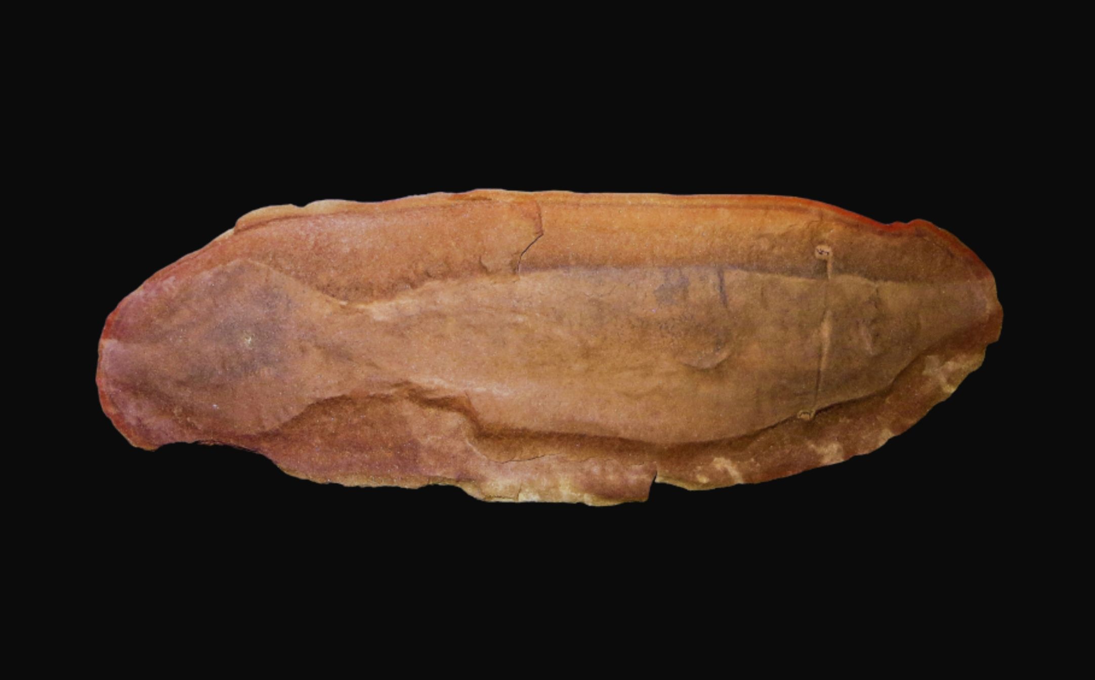 ਟੂਲੀ ਮੌਨਸਟਰ - ਨੀਲੇ 1 ਤੋਂ ਇੱਕ ਰਹੱਸਮਈ ਪ੍ਰਾਗਇਤਿਹਾਸਕ ਪ੍ਰਾਣੀ