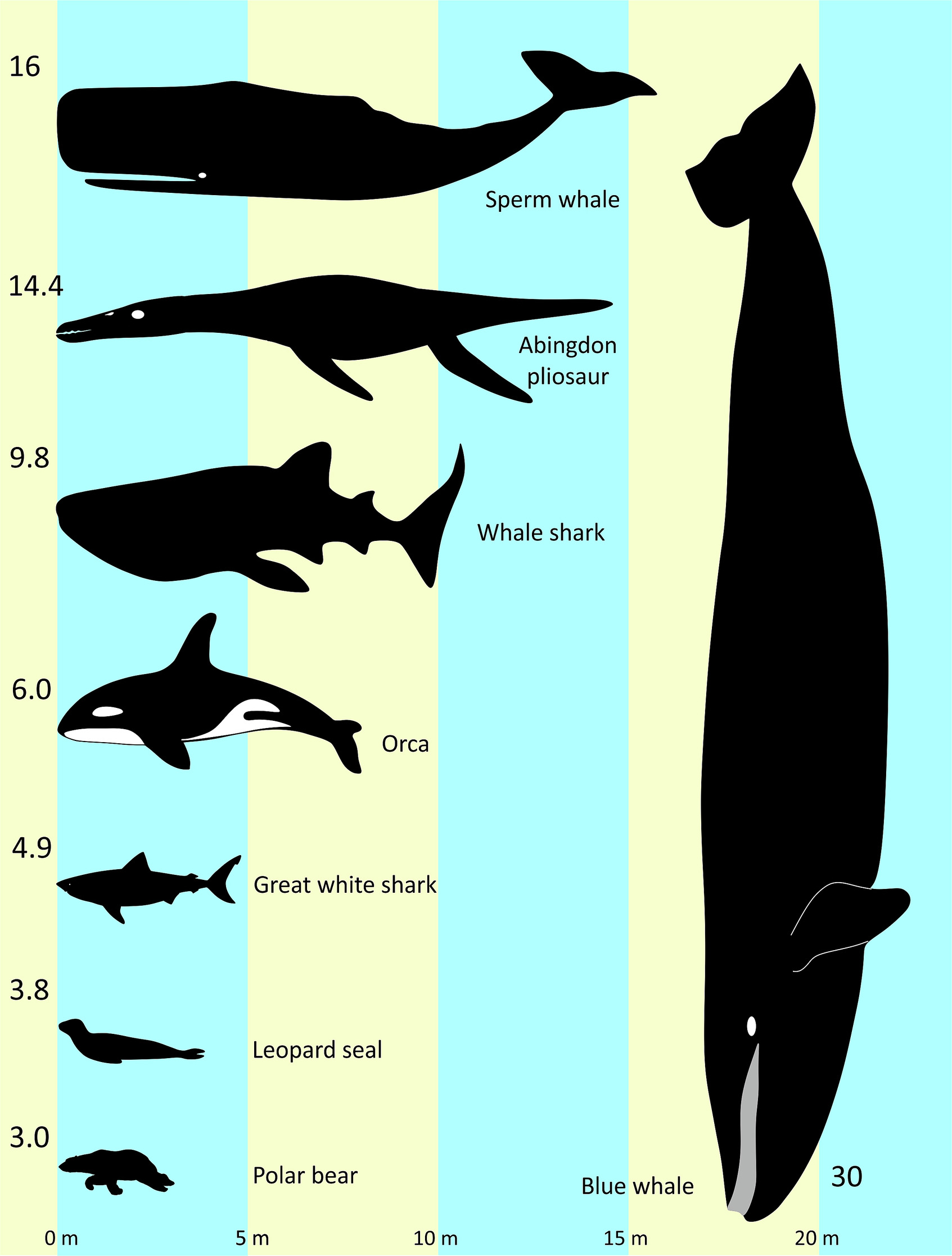 Диаграма, поставяща плиозавъра Abingdon в „конкурс за красота“ с набор от скорошни водни и полуводни гръбначни животни, за да покаже общите размери на тялото.
