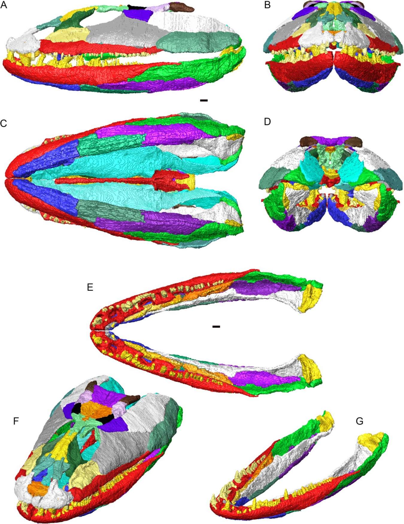 3D reconstruction of the cranium and lower jaws of Crassigyrinus scoticus in articulation. Individual bones shown in different colors. A, left lateral view; B, anterior view; C, ventral view; D, posterior view; E, articulated lower jaws (no cranium) in dorsal view; F, cranium and lower jaw in dorsolateral oblique view; G, articulated lower jaws in dorsolateral oblique view.