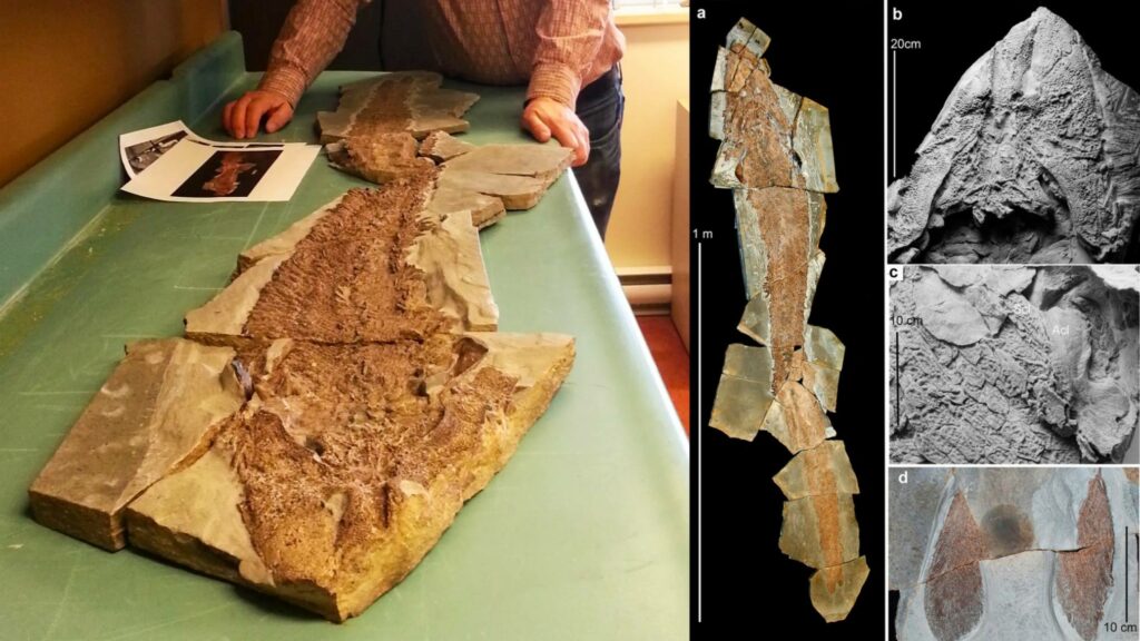 Ancient fish fossil reveals evolutionary origin of the human hand 2