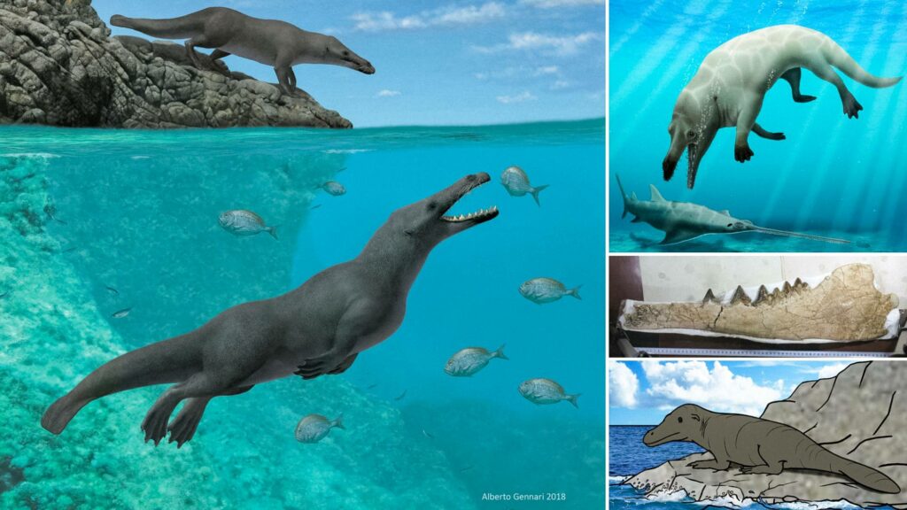 Fosilie čtyřnohé prehistorické velryby s plovacími plovacími nohama nalezená v Peru 3