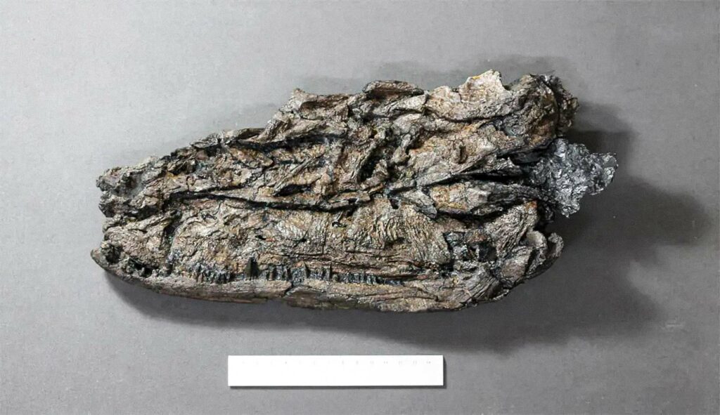 Proces fosilizácie spôsobil, že exempláre Crassigyrinus sa stlačili.