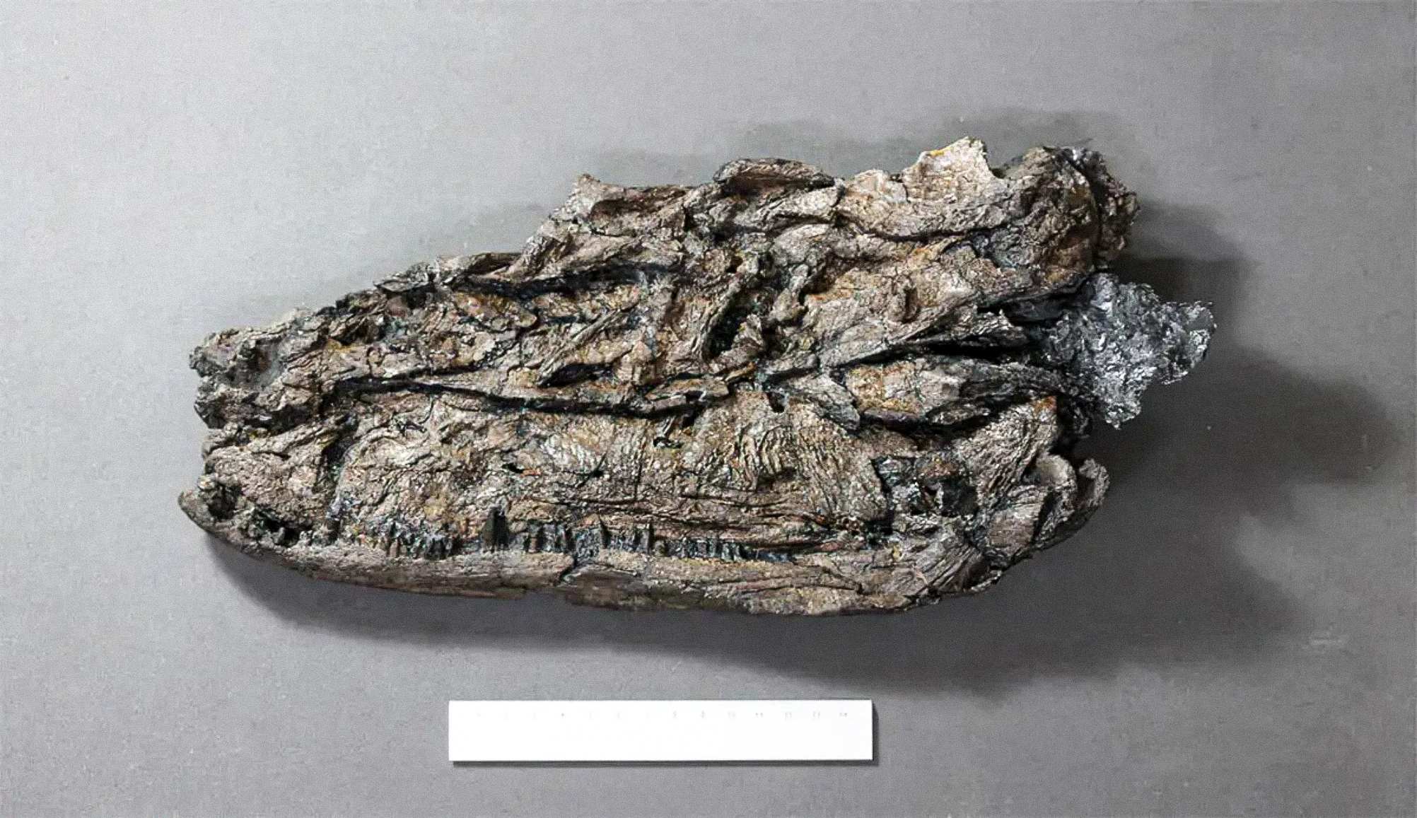 The process of fossilisation has caused specimens of Crassigyrinus to become compressed.