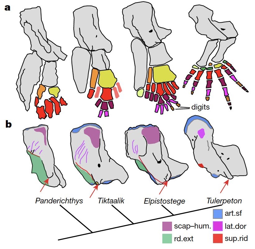 Az ősi halkövület felfedi az emberi kéz evolúciós eredetét 2