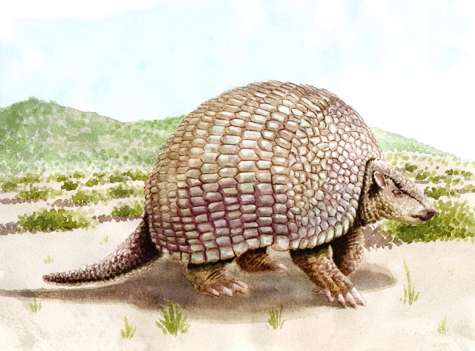 Early American humans used to hunt giant armadillos and live inside their shells 4