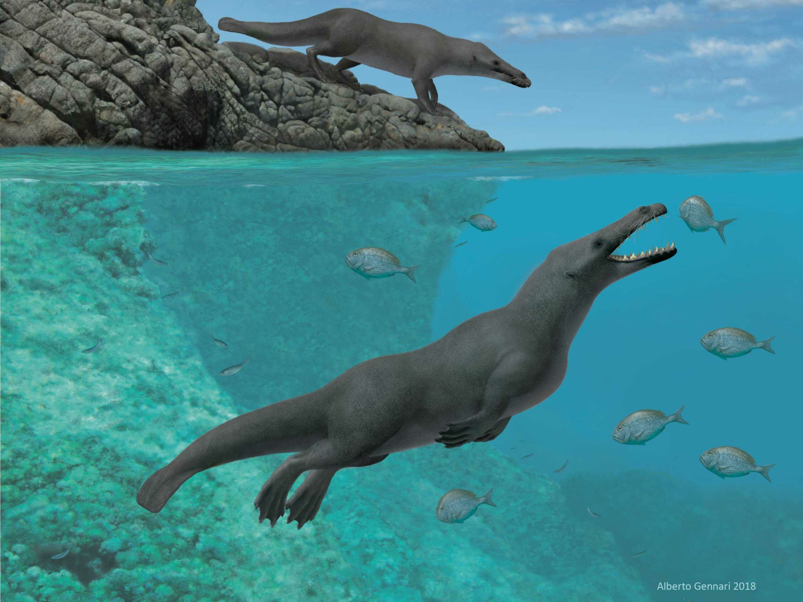Firebenet forhistorisk hvalfossil med svømmehudsfødder fundet i Peru 1