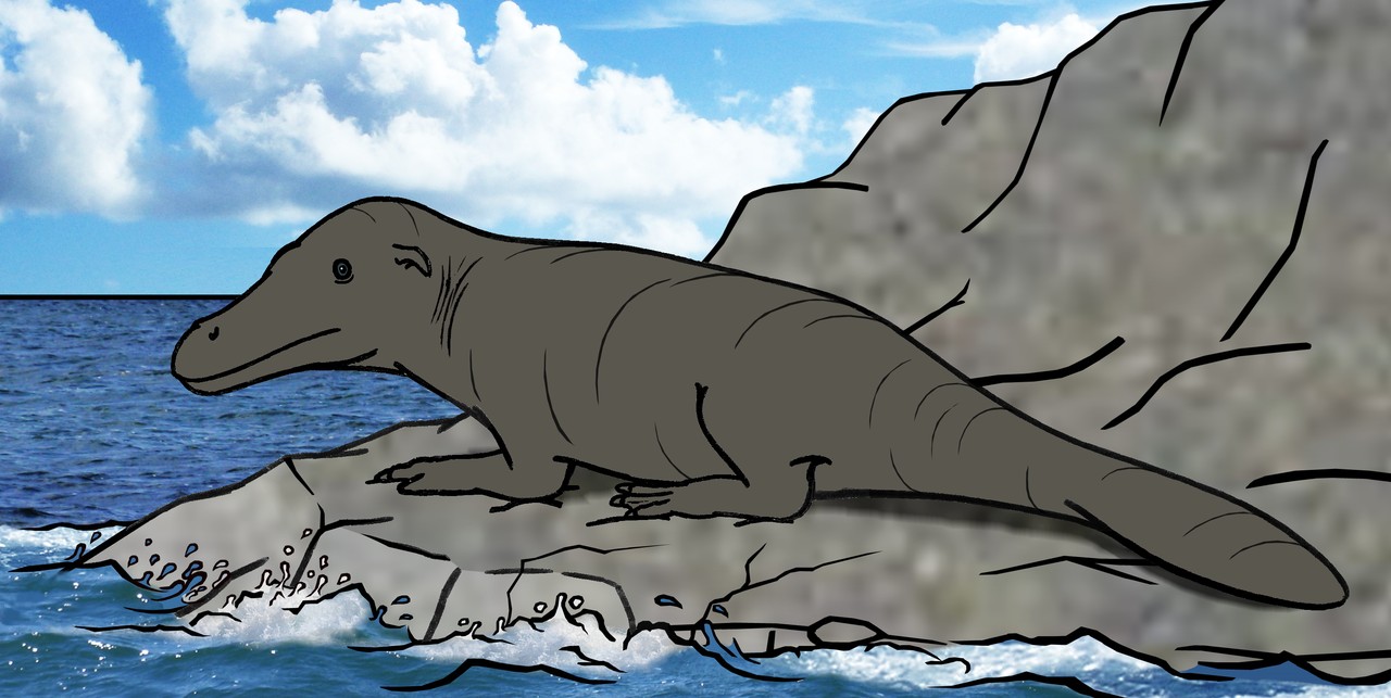 Firebenet forhistorisk hvalfossil med svømmehudsfødder fundet i Peru 3