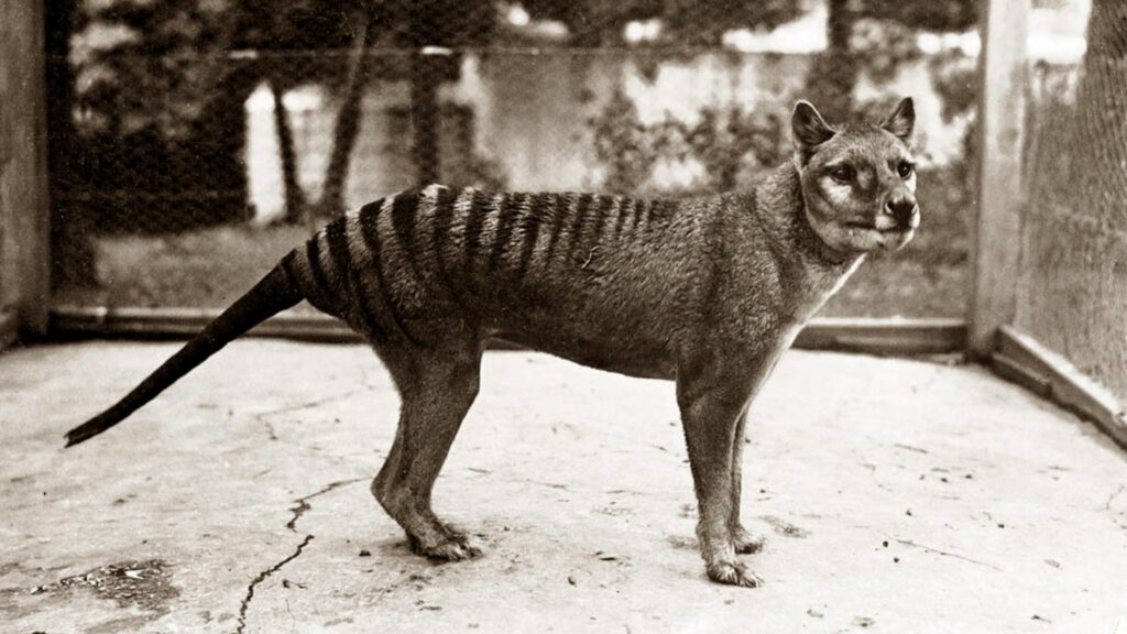 tigrul tasmanian