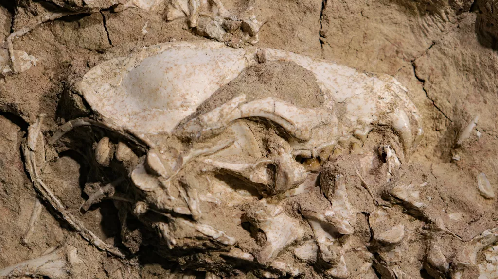 Reta seno suņu sugu fosilija, ko atklājuši paleontologi 7