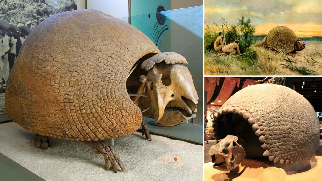 Early American humans used to hunt giant armadillos and live inside their shells 6