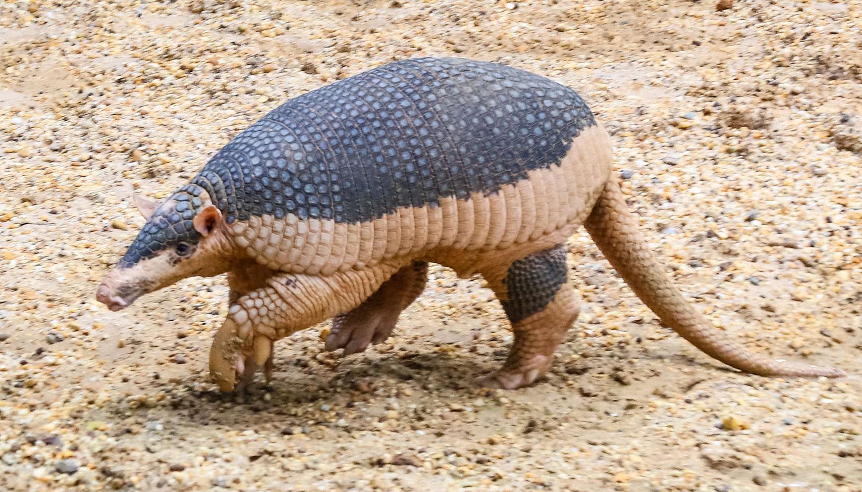 Early American humans used to hunt giant armadillos and live inside their shells 6