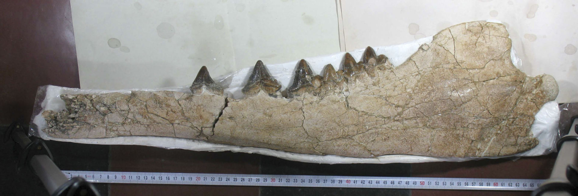 Firebenet forhistorisk hvalfossil med svømmehudsfødder fundet i Peru 2