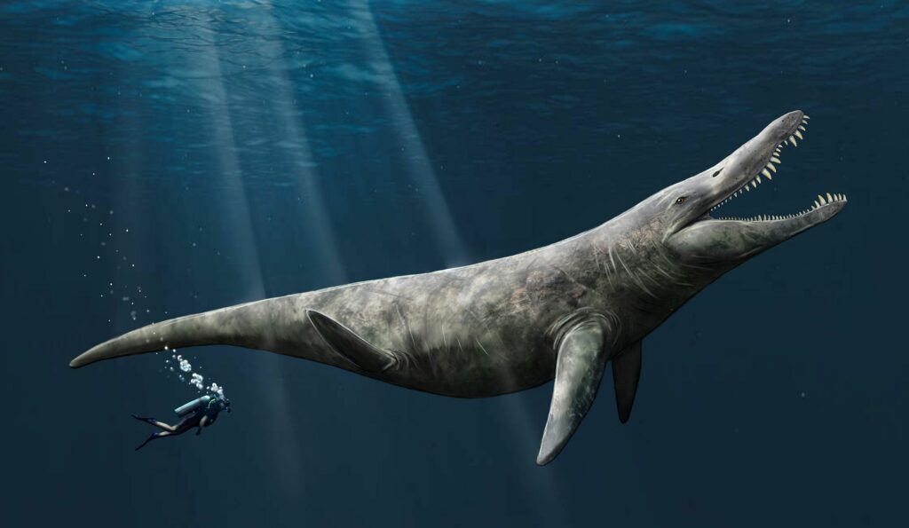 Ib tug artist lub tswv yim ntawm pliosaur. University of Portsmouth paleontologists tau tshawb pom cov pov thawj qhia tias pliosaurs, ze ze rau Liopleurodon, tuaj yeem ncav cuag 14.4 meters ntev, ob npaug ntawm qhov loj ntawm tus neeg tua neeg whale.