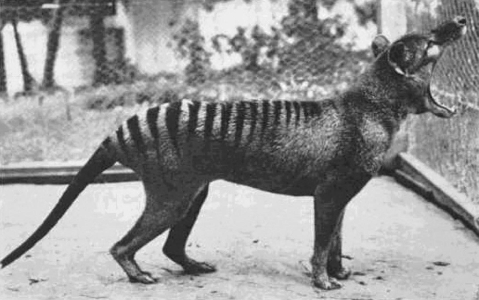 I-thylacine ingavula imihlathi yayo ngezinga elingavamile: kufika kuma-degree angu-80.