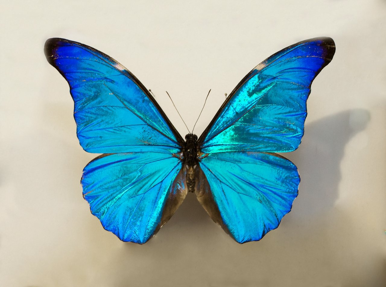 Butterflies 100-million-afọ