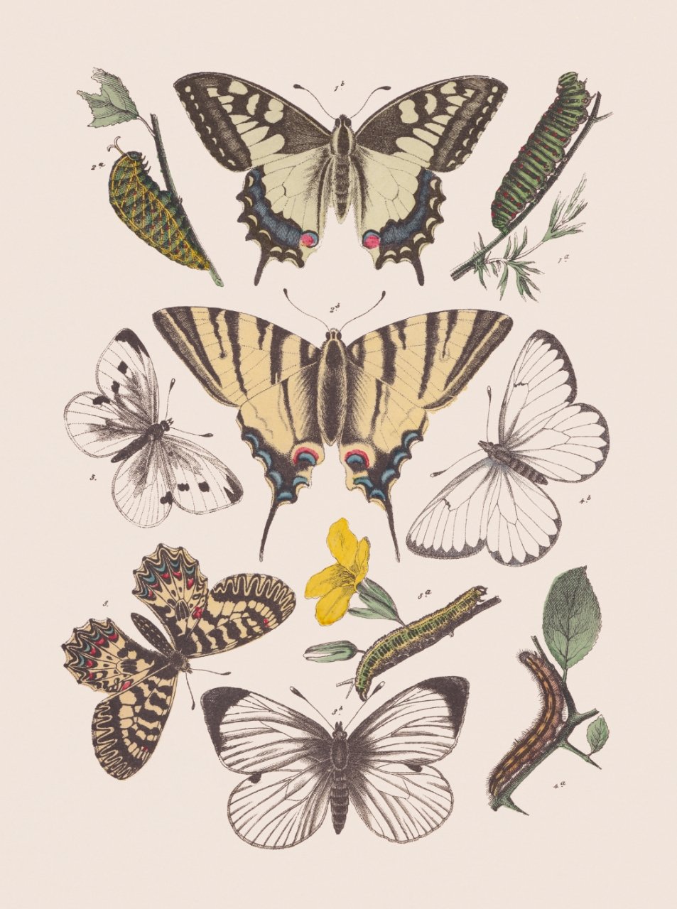 Бабочки 100 миллионов лет