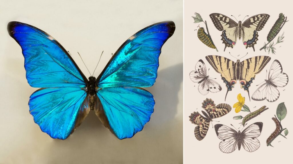 Все бабочки произошли от древних мотыльков в Северной Америке 100 миллионов лет назад.