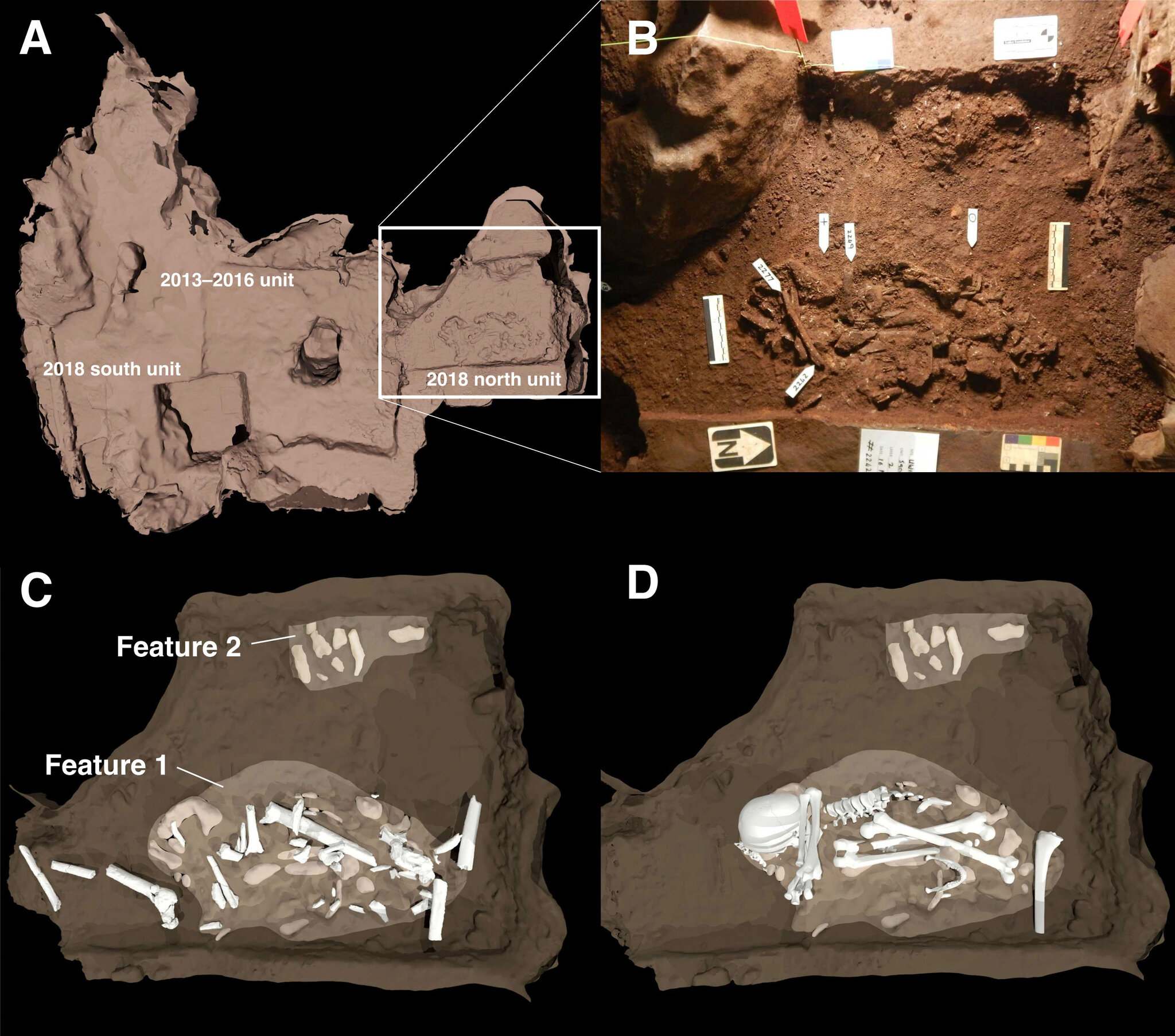 Un esquema de las dos características del entierro que se descubrieron en la Cámara Dinaledi de la Cueva de la Estrella Naciente. (A) La posición de los entierros en relación con las excavaciones de 2013 a 2016 está delineada por área cuadrada. (B) Esta es una fotografía de las principales características del entierro. El rasgo 1 es el cuerpo de un espécimen adulto de Homo naledi. La característica 2 muestra al menos un cuerpo juvenil en el borde del sitio de entierro. (C) y (D) son ilustraciones que muestran cómo se colocaron los huesos dentro de las tumbas.