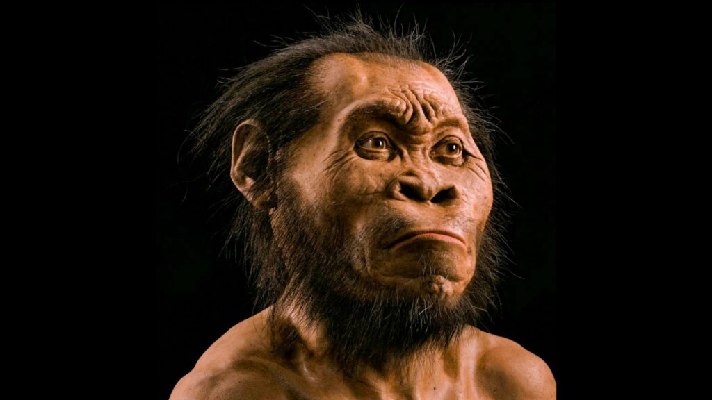 Naudodamas kaulų skenavimus, paleomenininkas Johnas Gurche'as praleido apie 700 valandų, kurdamas Homo naledi galvos rekonstrukciją.