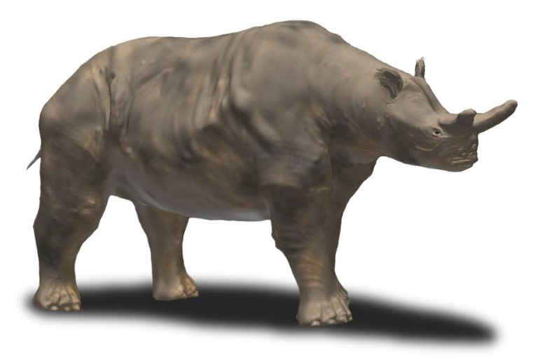 Næsehornslignende 'tordendyr' voksede sig massivt på et evolutionært blink, efter dinosaurer døde 2