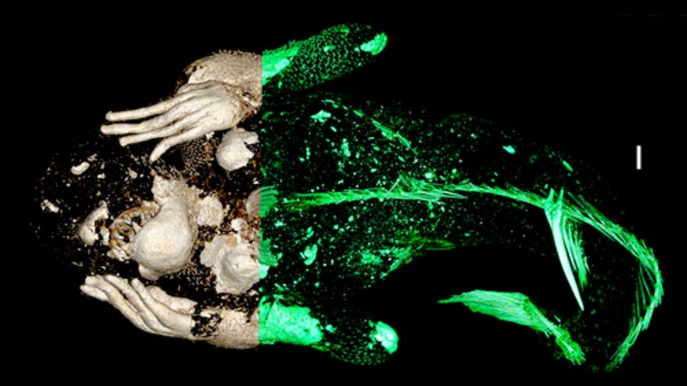 Strašidelná mumie „mořské panny“ objevená v Japonsku je ještě podivnější, než vědci očekávali 3