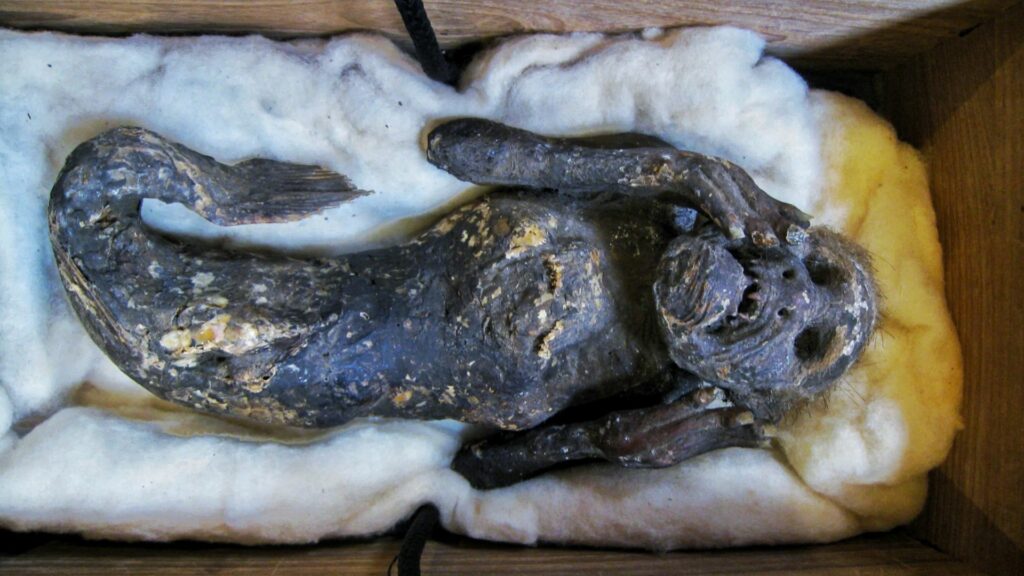 Ukleta mumija 'sirene' otkrivena u Japanu još je čudnija nego što su znanstvenici očekivali 5