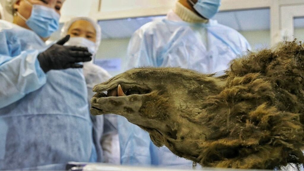 'Prehistoric' mummified bear discovered in Siberian permafrost isn't what scientists previously thought 7