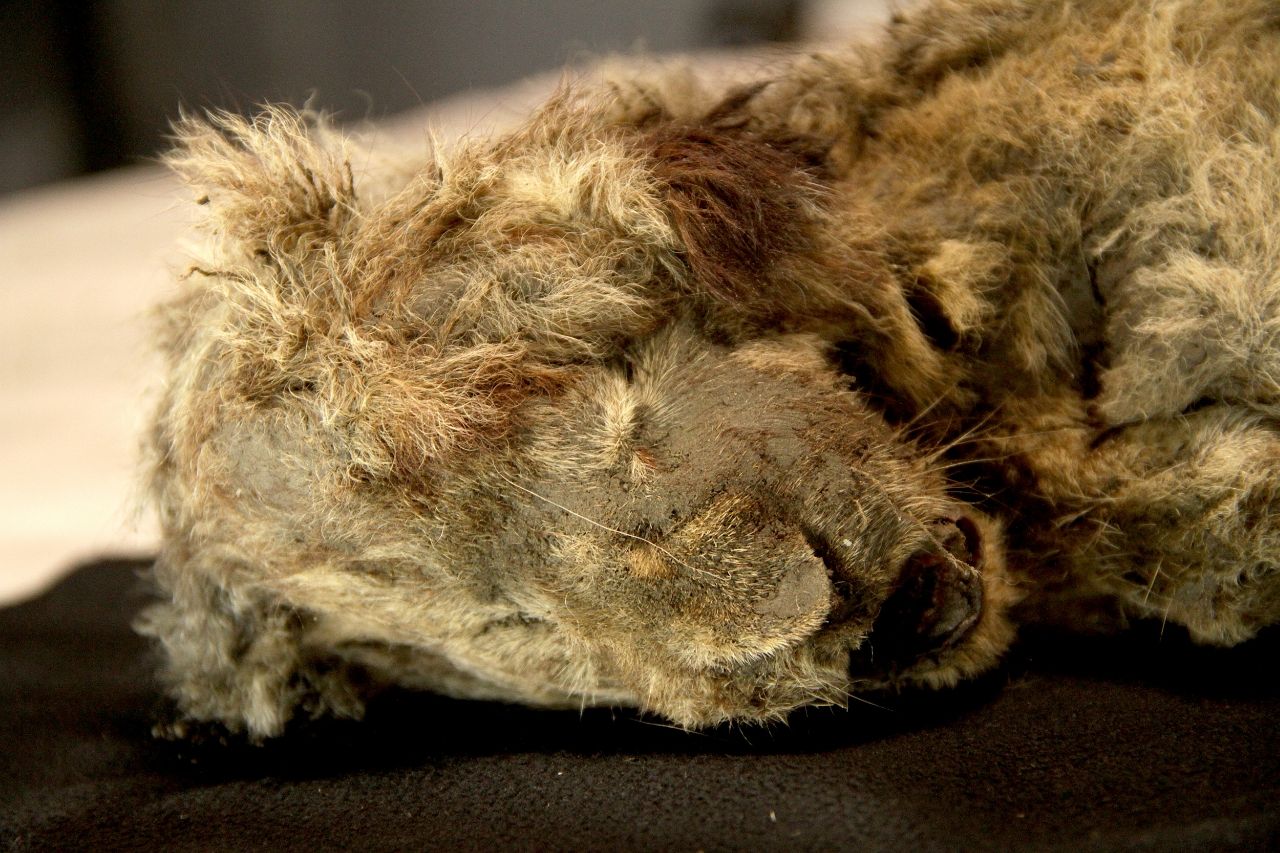Perfectly preserved cave lion cubs found in permafrost reveal life of extinct species 3