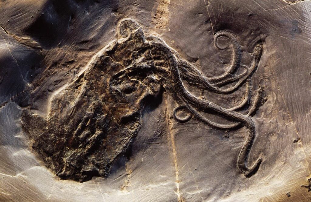 Octopuses were around before dinosaurs: The oldest known octopus fossil is 330 million-year-old 7