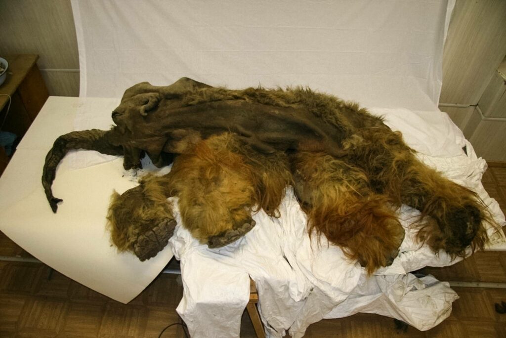 Los restos momificados de un mamut lanudo de 28,000 años de antigüedad, que se encontraron en agosto de 2010 en la costa del mar de Laptev, cerca de Yukagir, Rusia. El mamut, llamado Yuka, tenía entre 6 y 9 años cuando murió. © Imagen cortesía: Anastasia Kharlamova