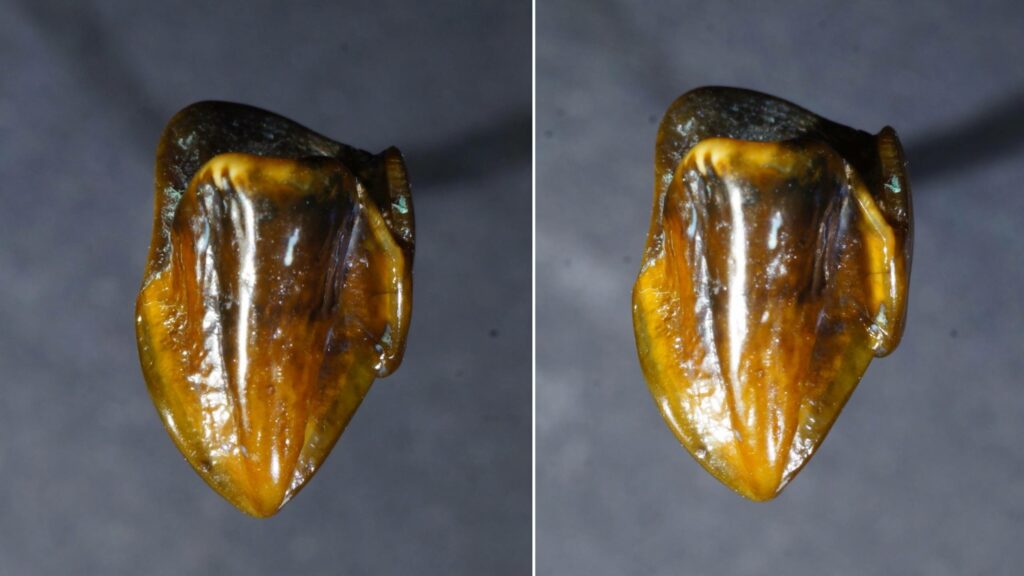 Fósseis de dentes pré-históricos que datam de 9.7 milhões de anos podem reescrever a história humana 1
