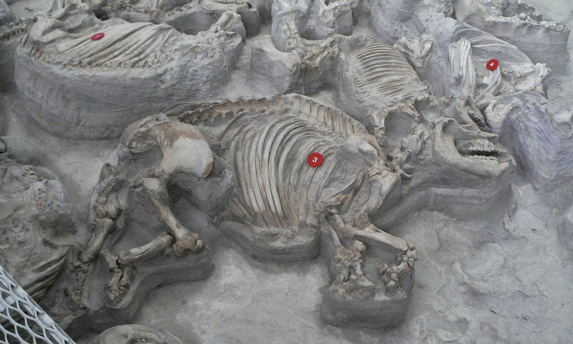 Hundreds of well-preserved prehistoric animals found in an ancient ash bed in Nebraska 1