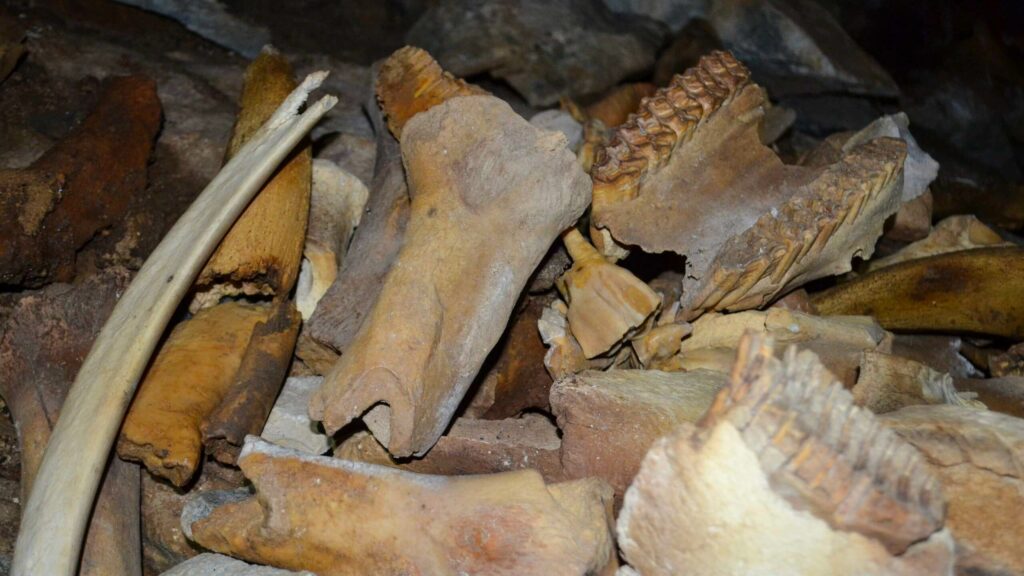 Sibirisk hule fyldt med mammut, næsehorn og bjørneknogler er en gammel hyænehule 4