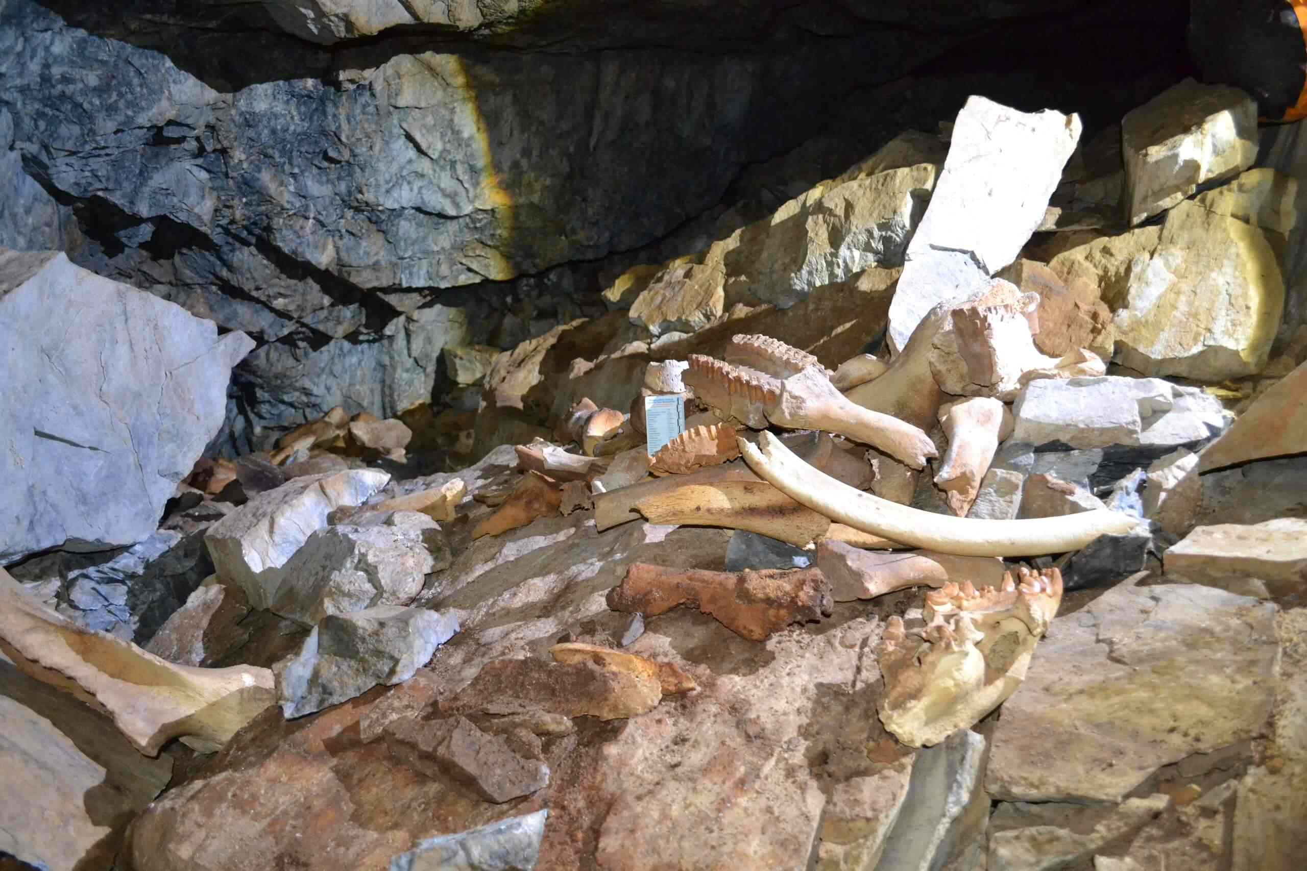Bones of mammoths, rhinos, wooly bison, yaks, deer, gazelle, and many other species were uncovered in the cave. Image credit: V. S. Sobolev Institute of Geology and Mineralogy