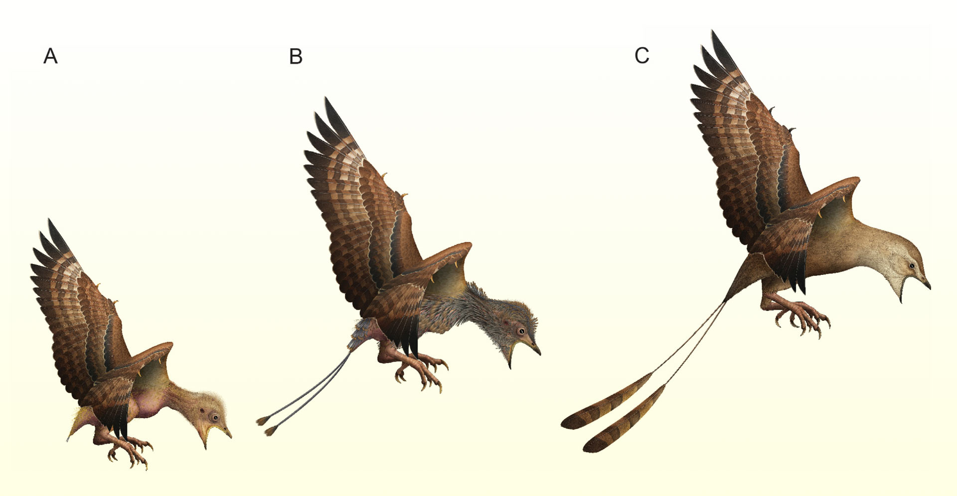 Hypothetical molt cycle in juvenile enantiornithine birds: (A) hatchling bird with sparse natal body plumage; (B) rapid molt; (C) juvenile with juvenal plumage including fully developed rachis dominated feathers.