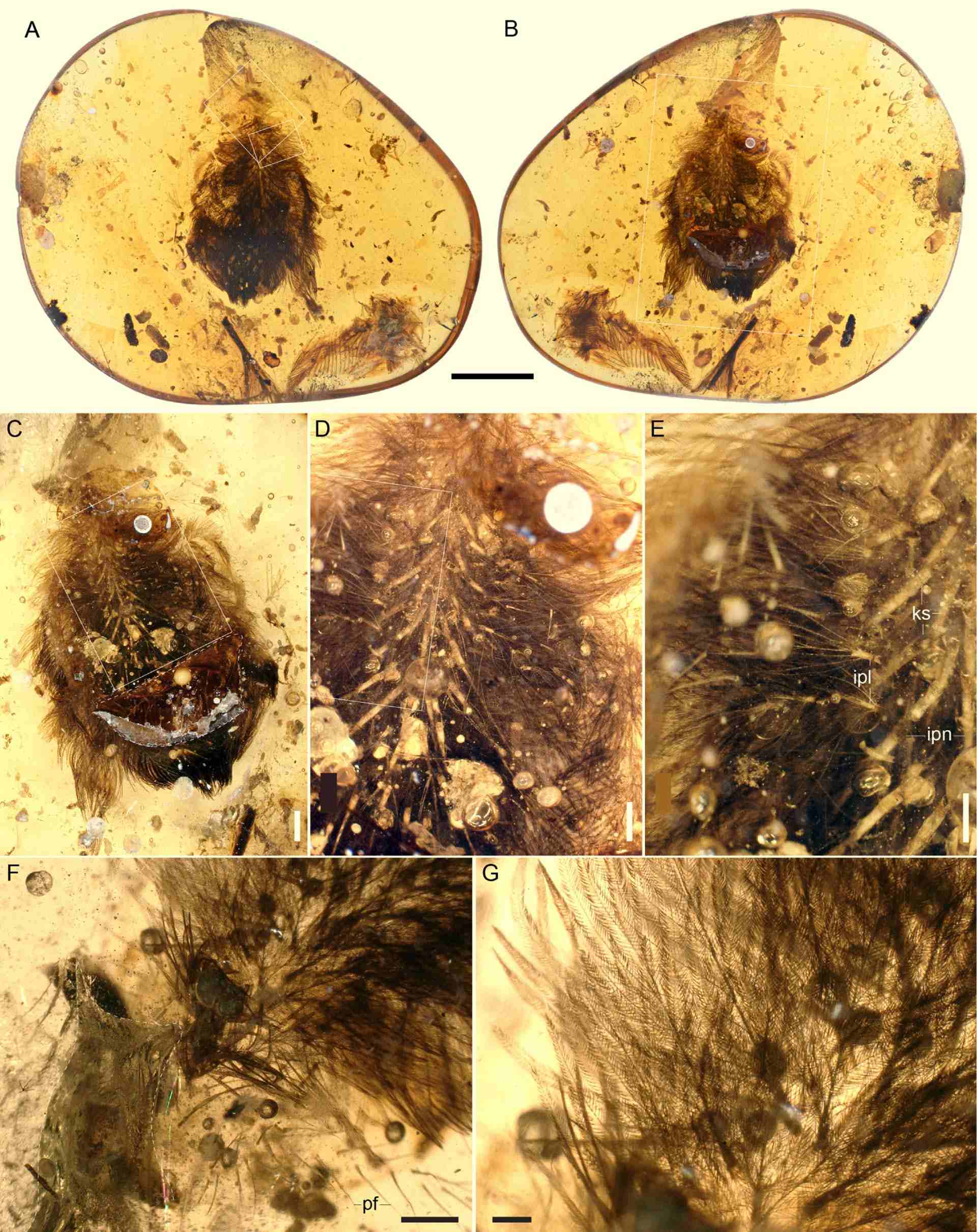 A small piece of Burmese amber preserving feathers interpreted as belonging to a juvenile enantiornithine bird: (A) amber with the dorsal surface of the feather cluster exposed; (B) ventral surface exposed; (C) close up of the ventral surface (region marked in B); (D) close up of the ventral surface region marked in (C); (E) close up of the ventral surface region marked in (D); (F) close up of the dorsal surface marked in (A, larger rectangle); (G) close up of the dorsal surface marked in (A, smaller rectangle). Dotted lines indicate desiccation surfaces. Scale bars – 0.5 mm in (A, B, D and F), 0.1 mm in (C); 0.3 mm in (E); and 0.2 mm in (G). Anatomical abbreviations: ipl – immature plumaceous feather; ipn – immature pennaceous feather; ks – keratinous sheath; pf – probable filamentous ‘protofeathers.’